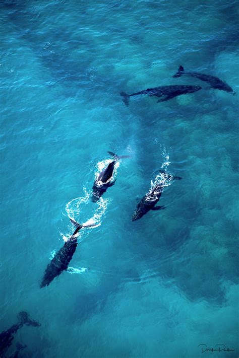 Humpback Whale Pod Photograph by Douglas Peebles | Fine Art America