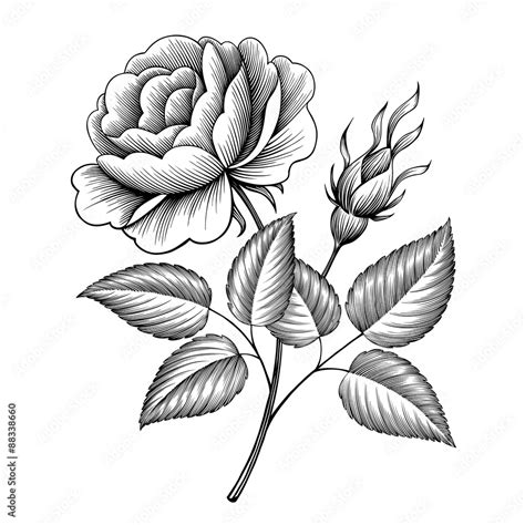 vintage rose flower engraving calligraphic Victorian style tattoo ...