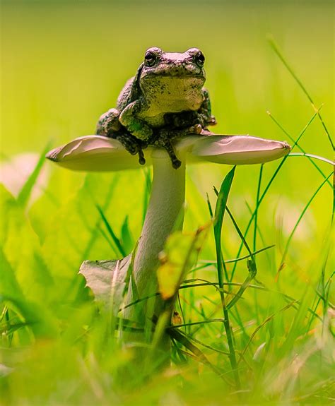 Atop a mushroom | Frog, Frog pictures, Cute frogs