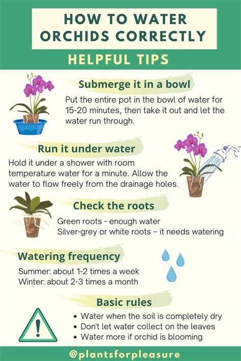 How To Water Orchids Correctly. 5 Helpful Tips! | Orchids in water ...