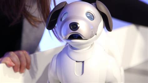 No long walks and cleanup required for Sony's new robot dog - ABC News