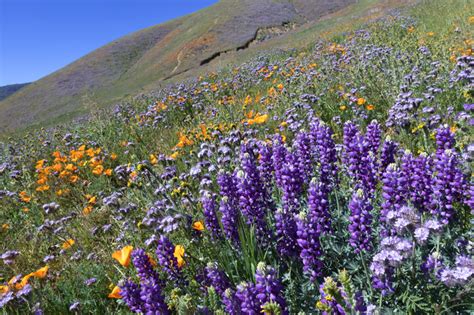 10 Flower Valleys In India & Around The World That’ll Make You Believe In Heaven