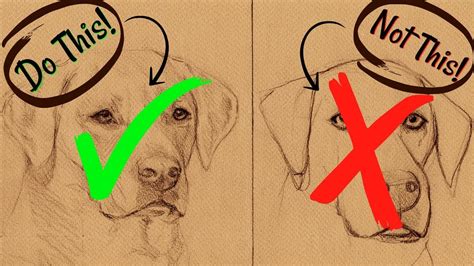 Sketching Animals: How to Draw a Realistic Dog - YouTube