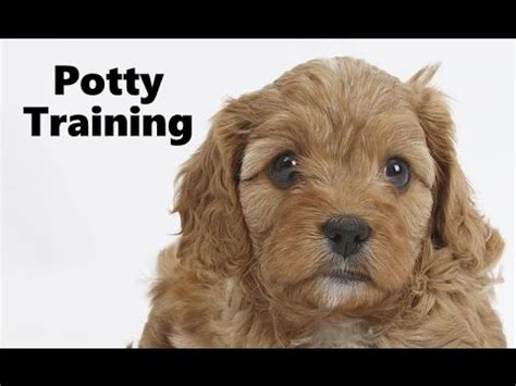 How To Potty Train A Cavapoo Puppy - Cavoodle House Training Tips - Housebreaking Cavapoo ...