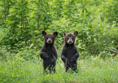 Hiker who performed CPR on baby bear could have faced jail time - SFGate