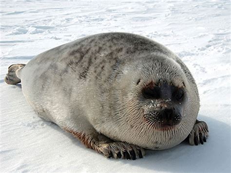 LISTEN: In search of seals, AI algorithm cuts time on counts - Alaska Public Media