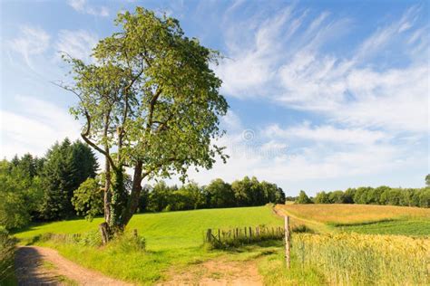 Landscape French Limousin stock image. Image of agriculture - 180045801