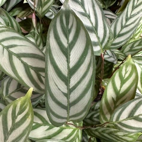 Buy Calathea Leaves Online | Bay Area Flower Market