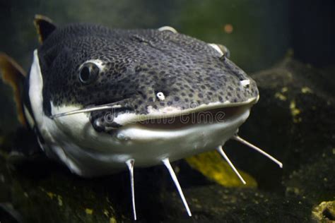 Catfish face stock photo. Image of saltwater, barracuda - 3545704