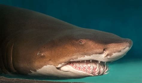 Aquarium of the Pacific | Online Learning Center | Sand Tiger Shark