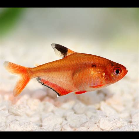 Serpae Tetra - Planted Tank Mates