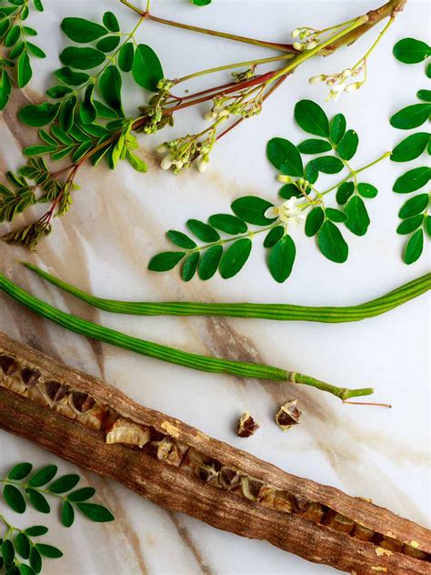 Moringa Tree: How to Grow and Care for Moringa Plants