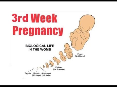 3 weeks pregnant symptoms and signs - YouTube