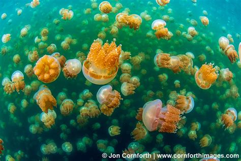 Jellyfish Lake 30 Photo, Picture, Print | Cornforth Images