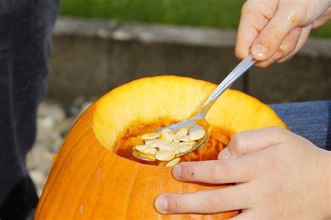 How to Harvest Pumpkin Seeds