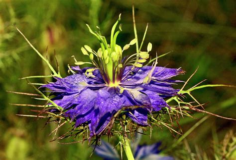 Love In A Mist 015 Photograph by George Bostian - Fine Art America