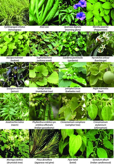 2 Some herbs, shrubs and trees that are used for nanoparticle ...