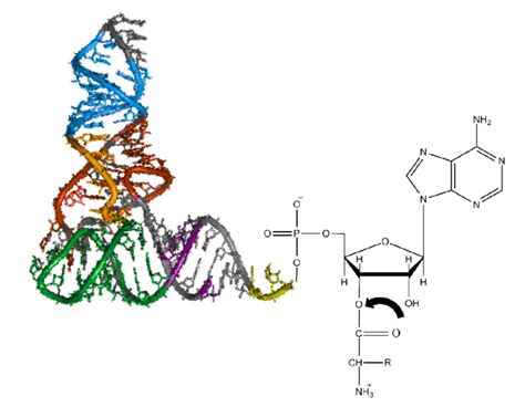 Difference Between mRNA and tRNA | Structure, Function, Synthesis, Degradation