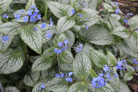 Brunnera macrophylla 'Silver Heart' – Ballyrobert Gardens