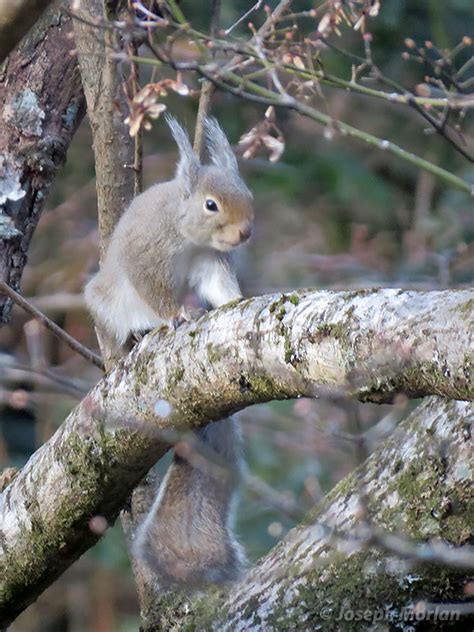 Japanese Squirrel (Sciurus lis)