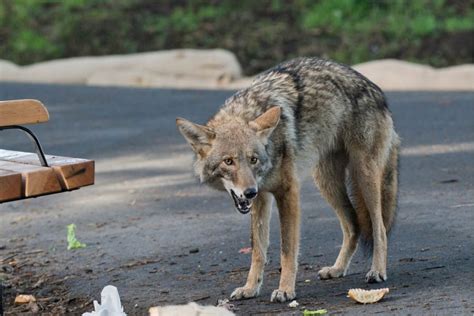 Coyote Sightings Rising in Central Florida? - The Orlando Local News