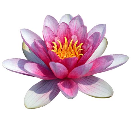 Water Lily Transparent Transparent HQ PNG Download | FreePNGImg