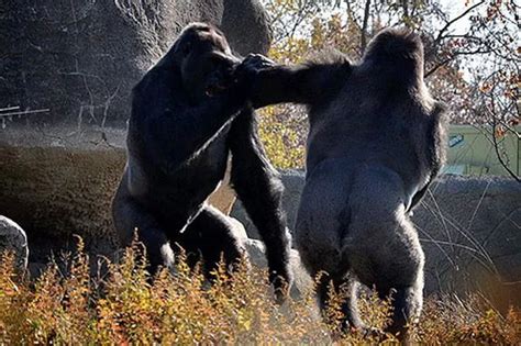 Gorillas in the fist: Incredible pictures of beasts going ape in punch-up at Zoo - Mirror Online