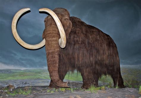 File:Woolly Mammoth-RBC.jpg - Wikimedia Commons