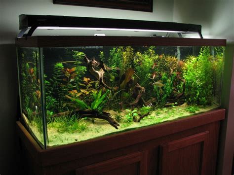 75 Gallon Aquarium Guide: Equipments, Fishes & Setup Ideas