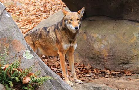 Red Wolf Habitat Map