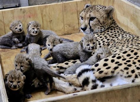 Eight cheetah cubs born at St. Louis Zoo; large litter makes history | Culture Club | stltoday.com