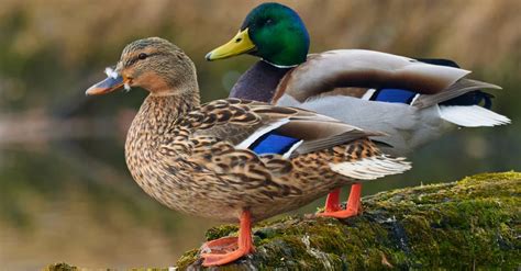 Mallard Bird Facts | Anas platyrhynchos | AZ Animals