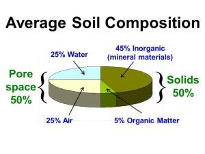 Composition of Soil : Plantlet