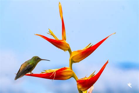 Coevolution Between Hummingbirds and Flowers | Victoria Restrepo