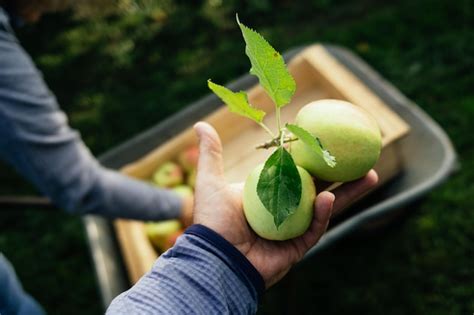 Premium Photo | Hand harvesting apples from tree