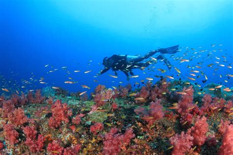 Diving in Palau | PADI