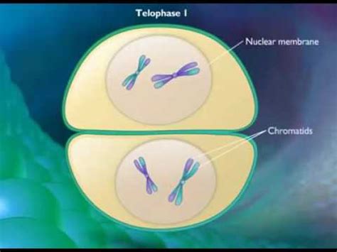 Meiosis animation 1 cell to 4 cells - YouTube