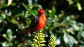 Vermilion Flycatcher | MarkEisingBirding