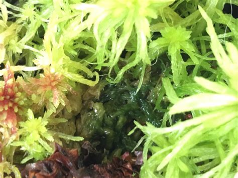 Prevent live Sphagnum Moss from Algae : Other Non-Carnivorous Plants