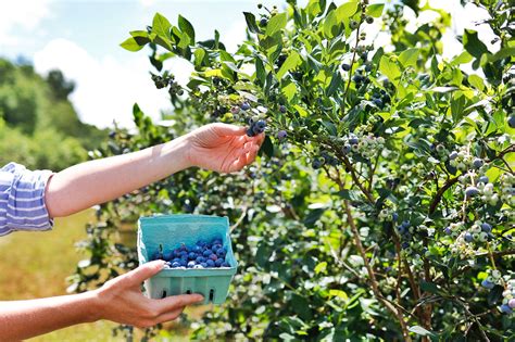 Blueberry Farms to Visit This Summer — Glens Falls Living