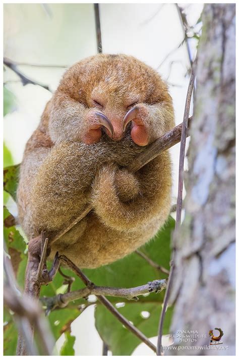 Featured species: Silky Anteater (Cyclopes didactylus)