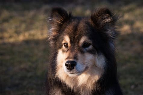 Finnischer Lapphund | Hunde | Informationen zu den Bienenarten | Omlet