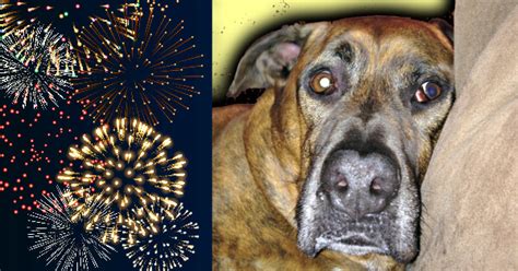 Natural Remedy If Your Dog Is Scared Of Fireworks Or Thunderstorms ...