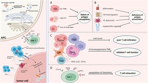 Frontiers | Mechanisms of tumor resistance to immune checkpoint blockade and combination ...