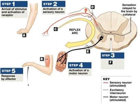 Wiring Diagram And Flowchart Simple Diagram Reflex Arc | Images and Photos finder