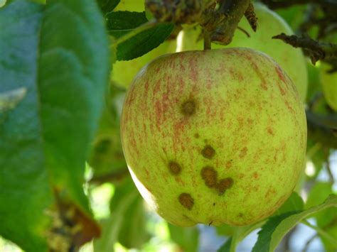 Scab on Apples and Pears – Horticulture Guy