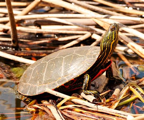 Painted Turtle Diet In Captivity