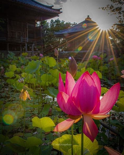 Pin by Cheryl Gorske on Aquatic Plants | Beautiful flowers, Aquatic plants, Amazing nature