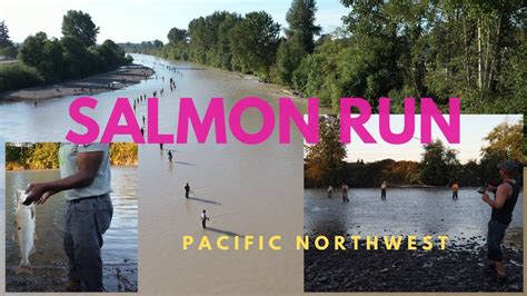 Salmon Season on the Puyallup River - See Salmon Run in Washington ...