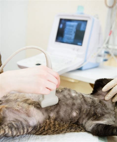 Ultrasound | Hub City Veterinary Clinic